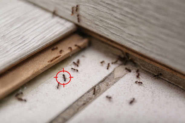 Best Wasp Removal Services  in Wilson, NC