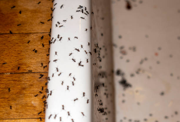 Professional Pest Control in Wilson, NC