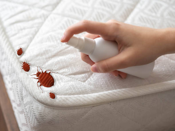 Best Spider Control Near Me  in Wilson, NC
